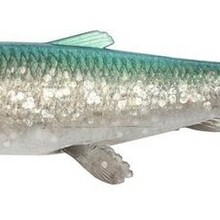3D Herring Shad V2 25cm