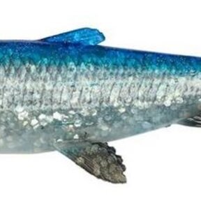 3D Herring Shad V2