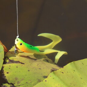 Néo Frog