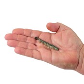 BERKLEY - Gulp!® Turbo Shrimp  4 of 6st BERKLEY - Gulp!® Turbo Shrimp  4 of 6st