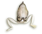 ZEBCO - Top Frog 65mm 16gr