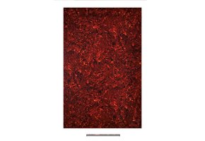 Boston PG-434-TI pickguard blank 29x45 tortoise 4ply