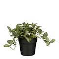 Mica Decorations Plante artificielle Mico Tradescantia Pot plastique 16x16cm