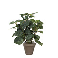 Mica Decorations Plante artificielle Mica Piléa Pot plastique Ø11,5cm 35x25cm