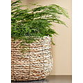 Mica Decorations Panier plante Mica Jonc de mer Avalon rond marron clair 26x26cm