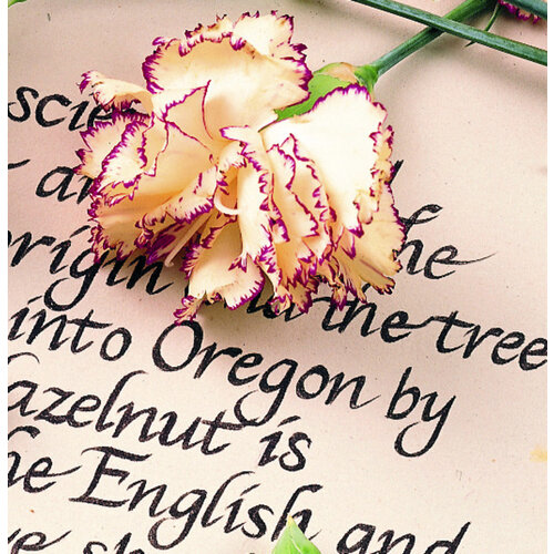 Staedtler Fineliner Staedtler Pigment 308 0,4mm noir