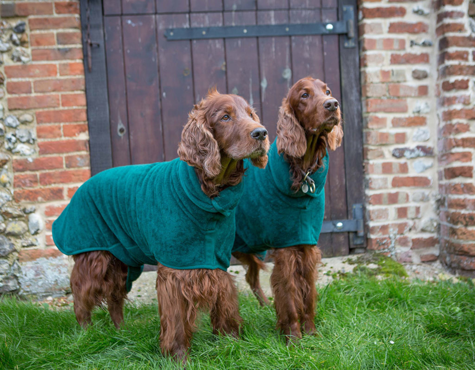 Dog Drying Coat | Bottle Green  (last S/M/Dachshund)