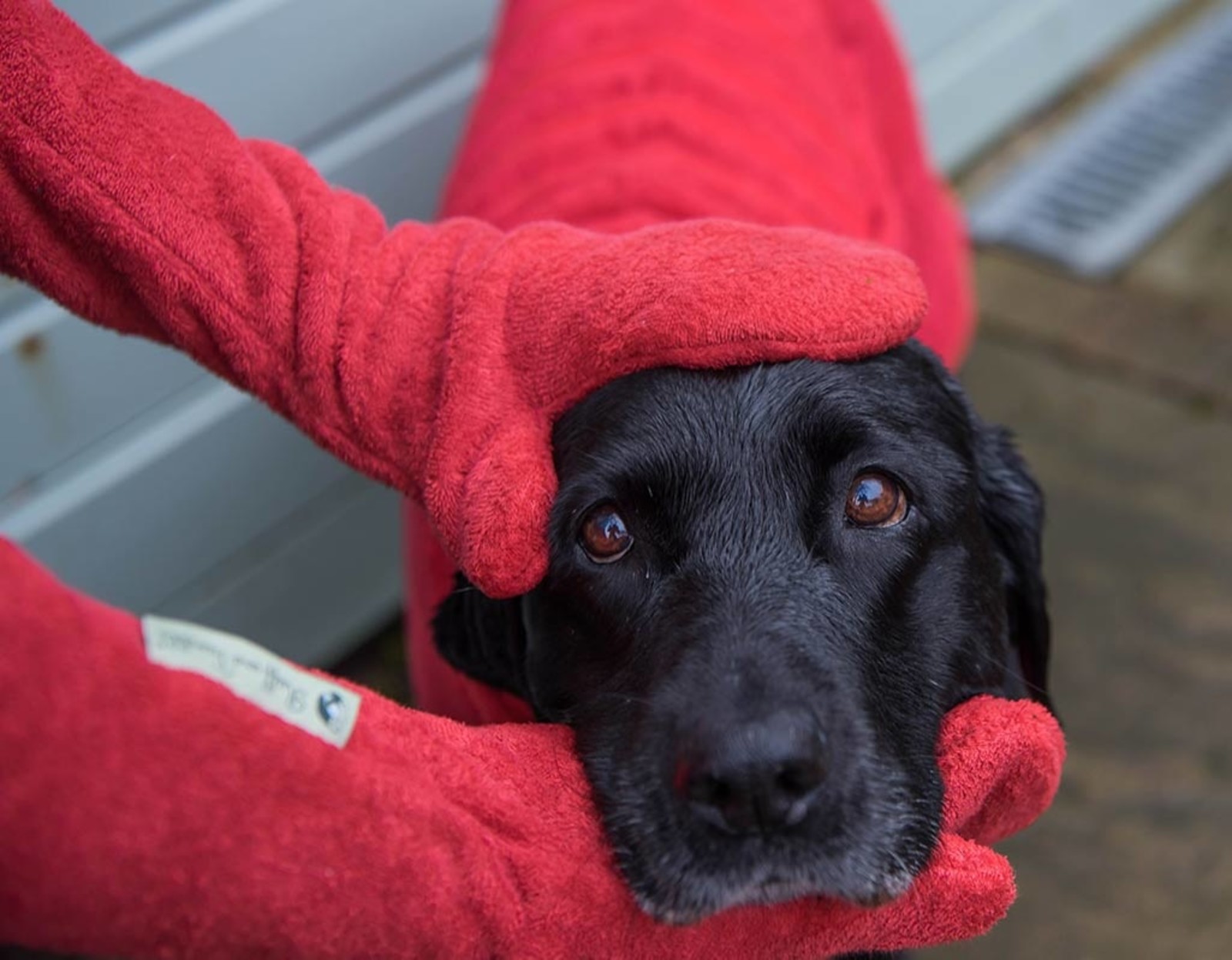 Dog Drying Mittens | Ruff & Tumble | 3 colours