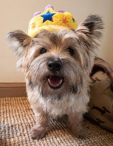 Party Time |  Canine Crown