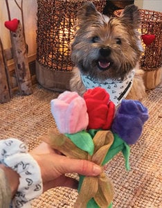 Puppy Love Roses  | Soft Dog Toy