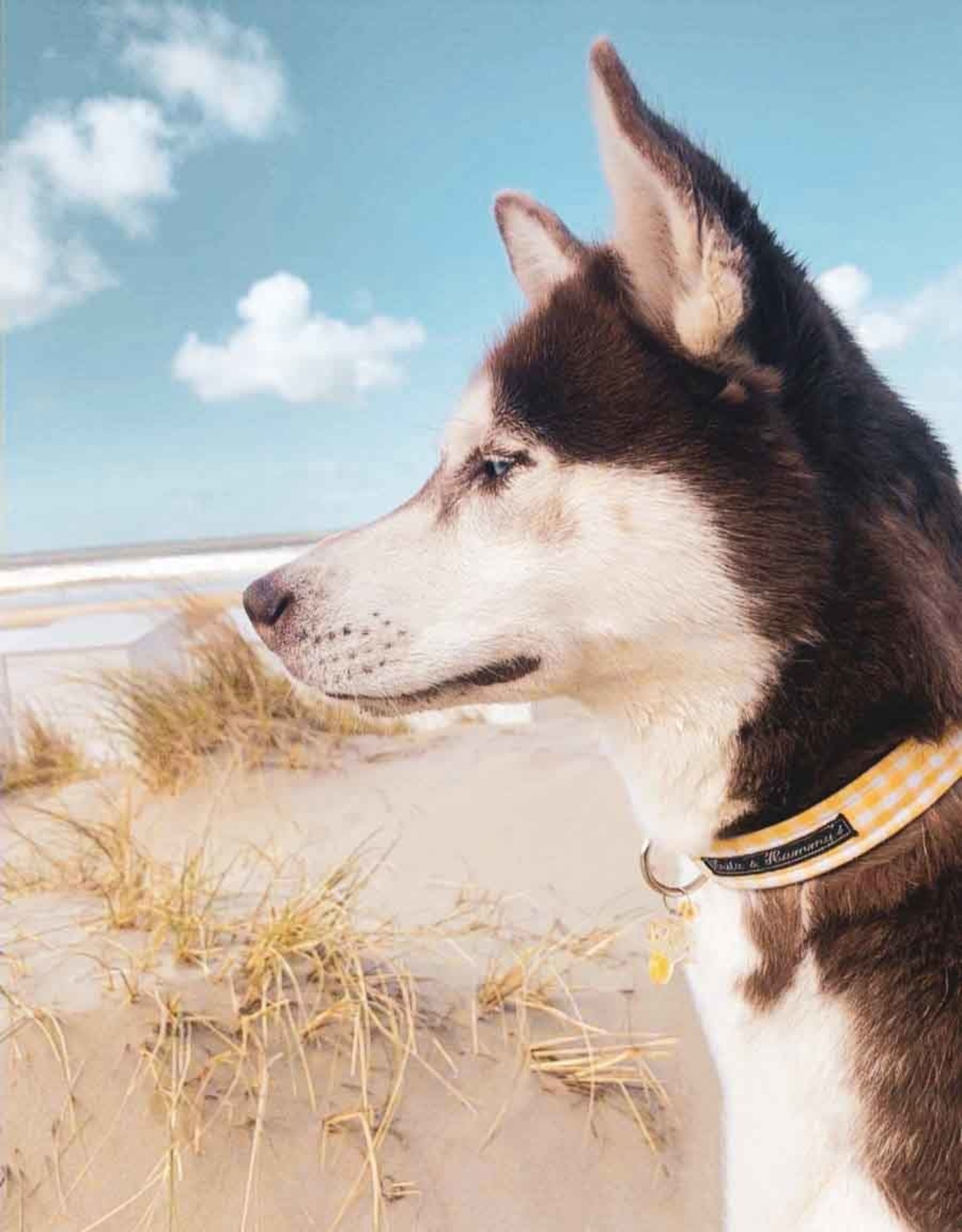 Dog Collar | Sunshine | Yellow Checks