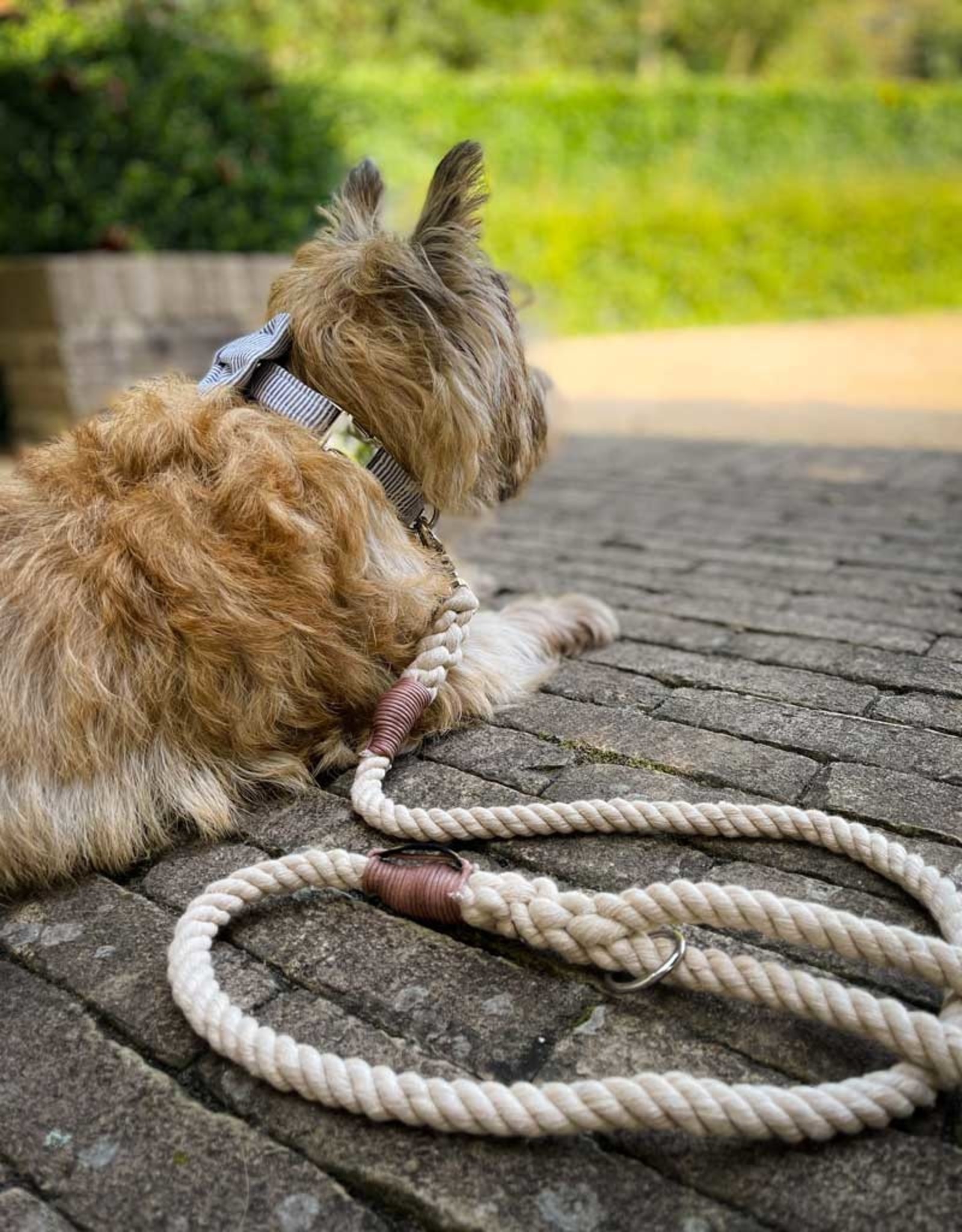 Handmade Dog Leash Cotton Rope | Pastel Blue