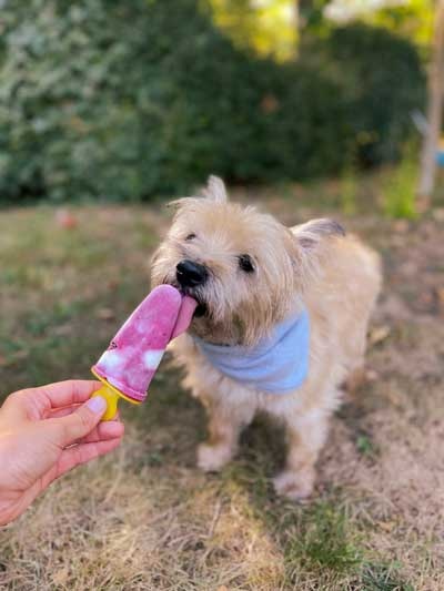 DIY Pupsicles: Maak je eigen hondenijsjes! 