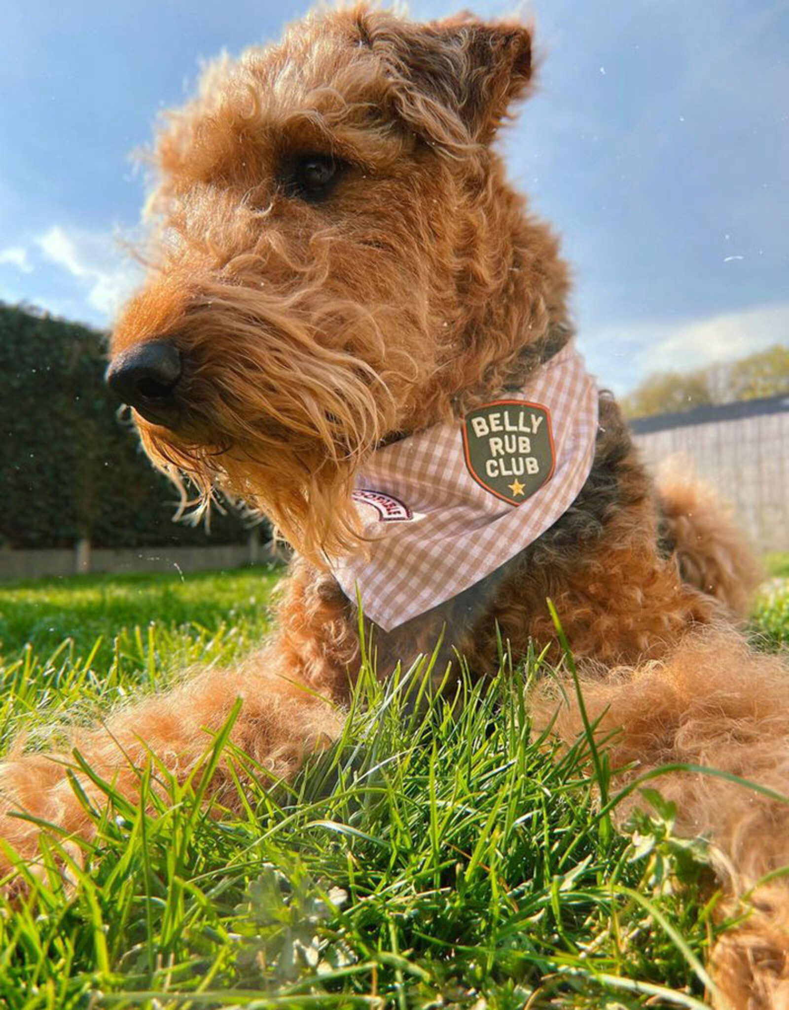 Belly Rub Club | Scout's Honour opstrijk patch voor Honden