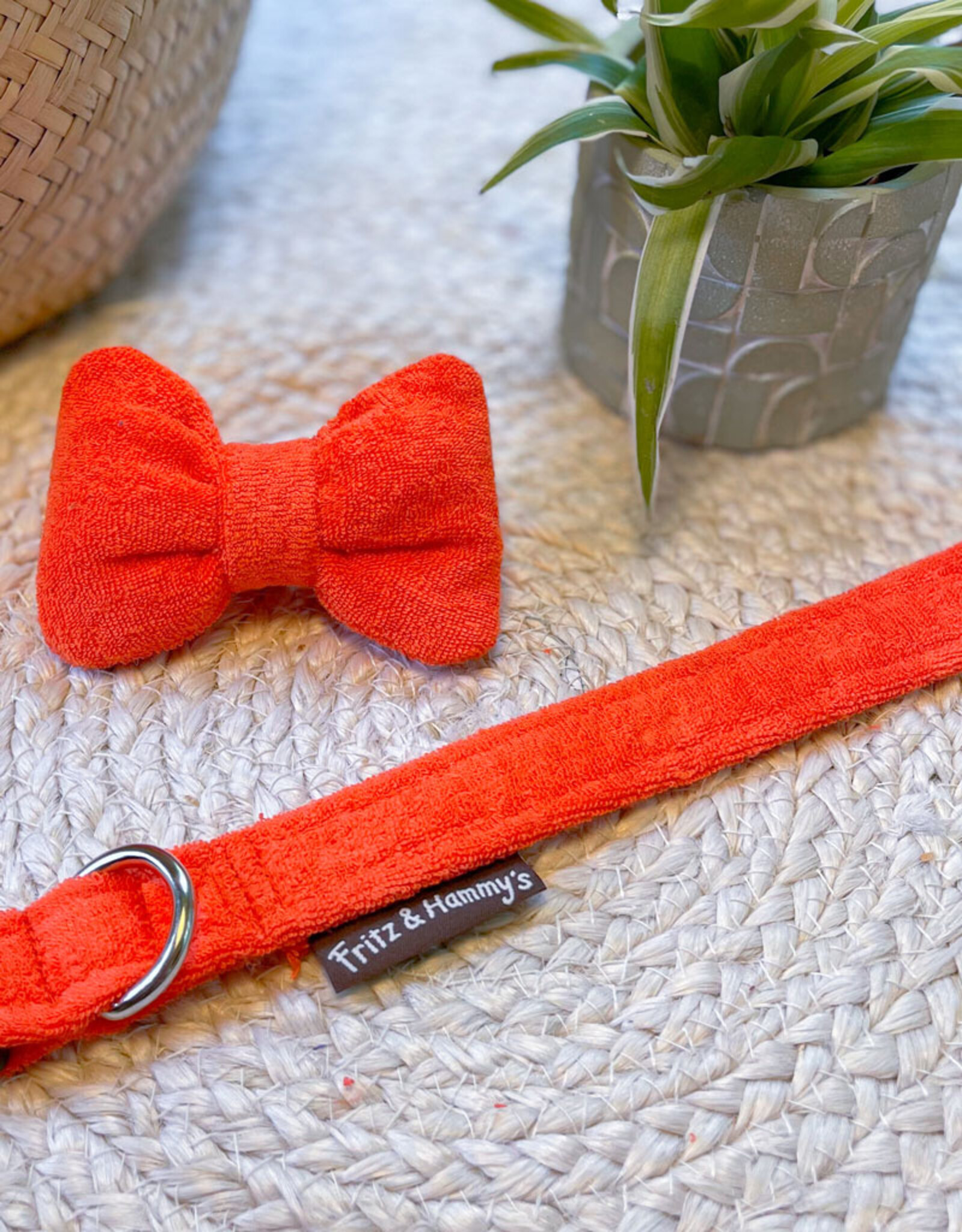 Dog Collar | Tangy Tangerine