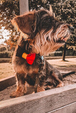 FIFA World Championship 2026 | Bow tie for dogs with Belgian Flag