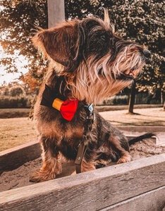 WK 2026 | Honden strikje Belgische vlag
