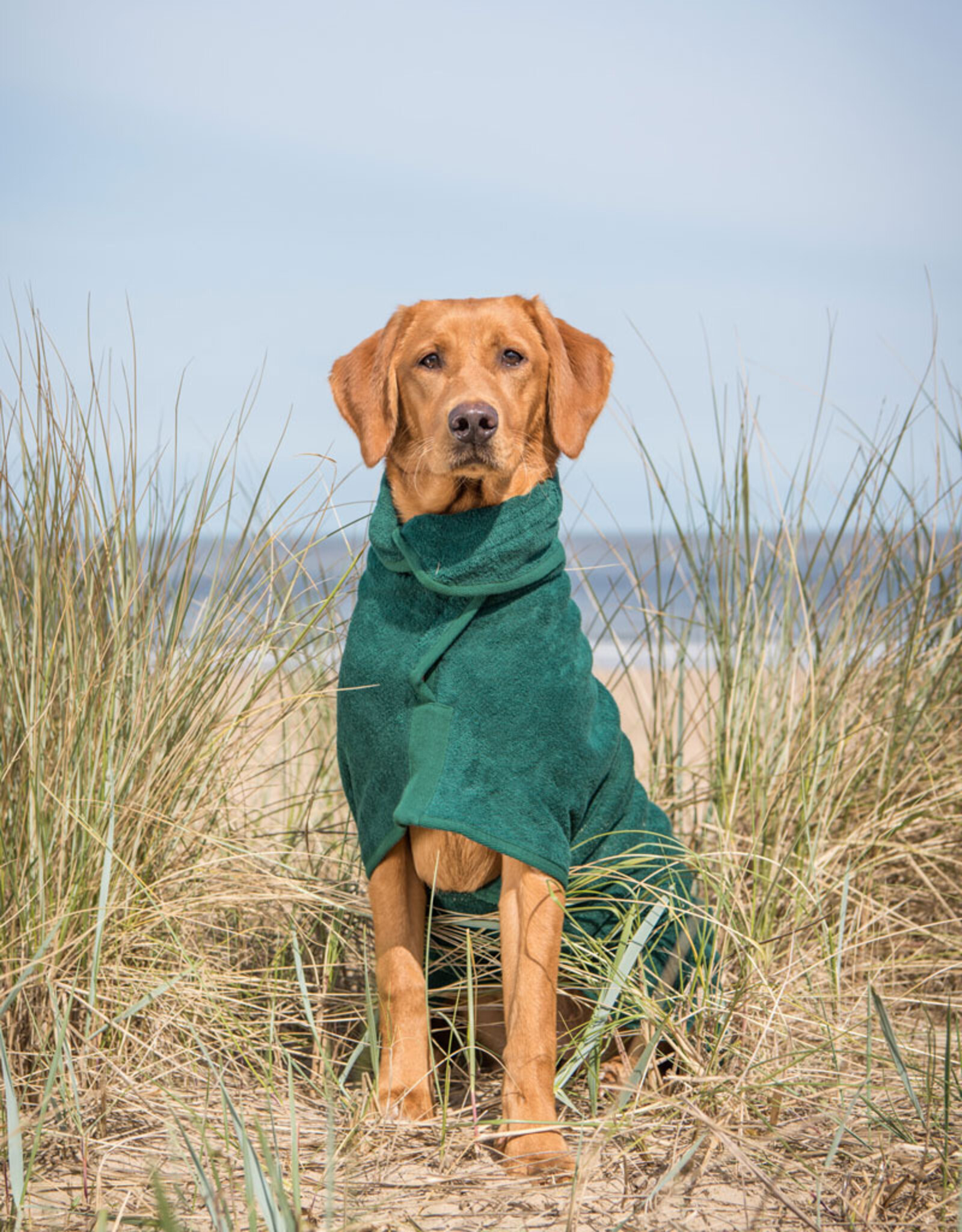 Dog Drying Coat | Bottle Green  (last S/M/Dachshund)