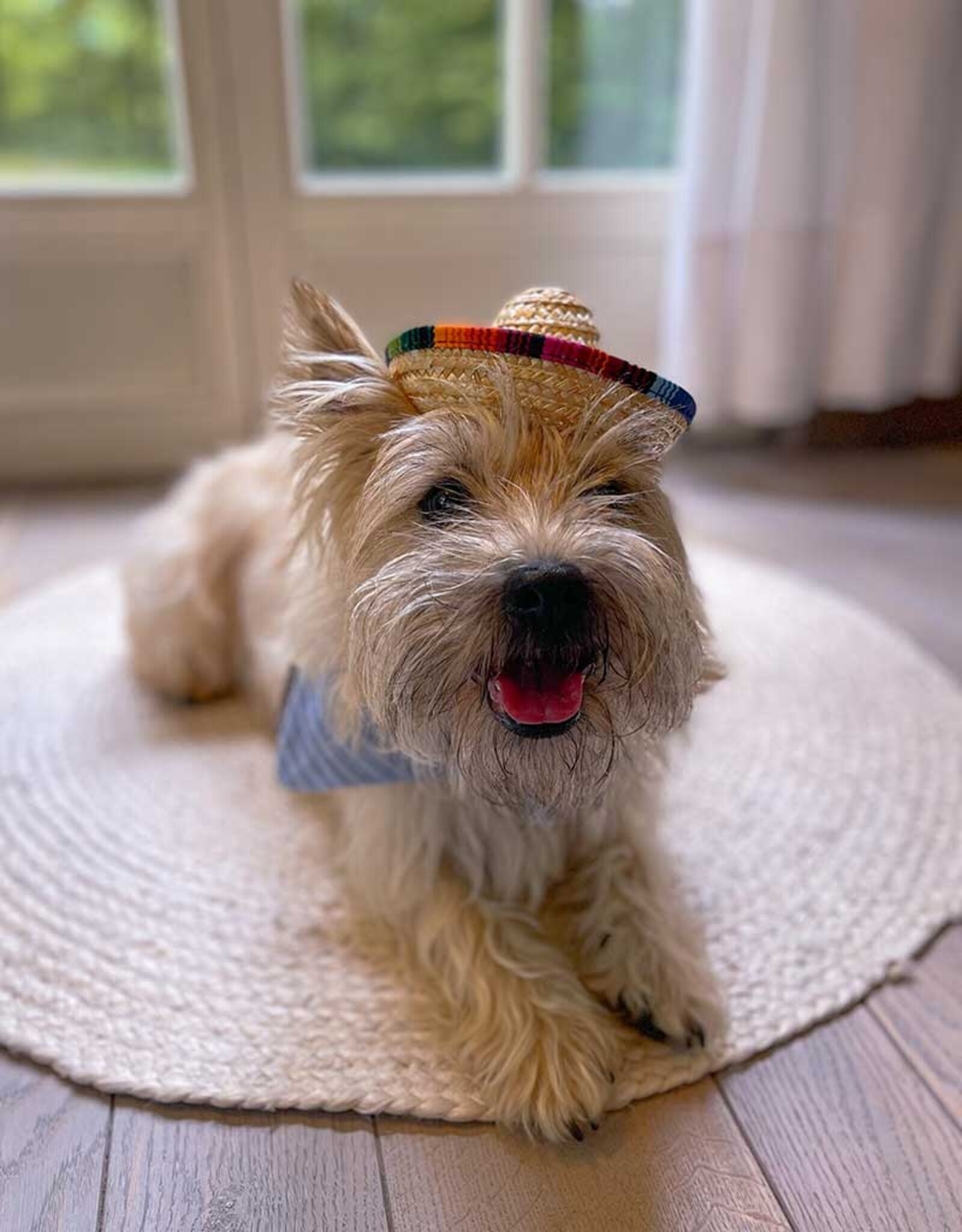 Viva la Woof | Sombrero Dog Hat
