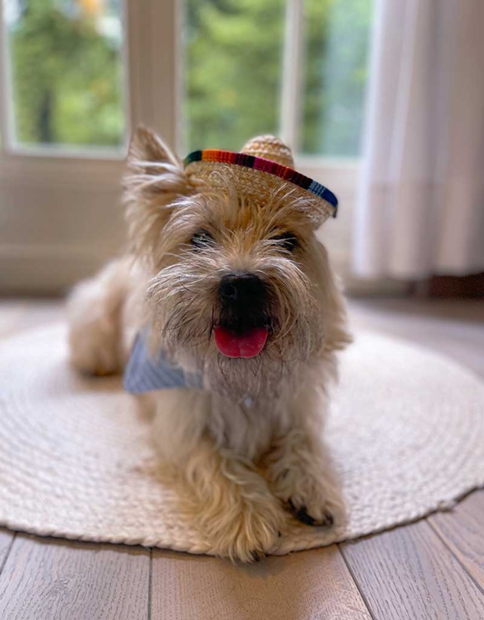 Viva la Woof | Sombrero Dog Hat