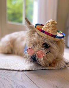 Viva la Woof | Sombrero hondenhoedje