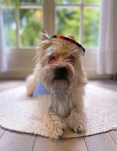 Funny Dog Sunnies | La Vie en Rose