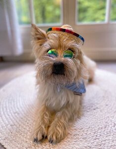 Zonnebrilletje voor honden | El Coolio