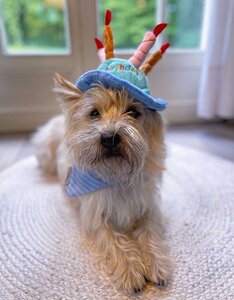 Verjaardagshoedje voor Honden | Pawty Cake | Blauw