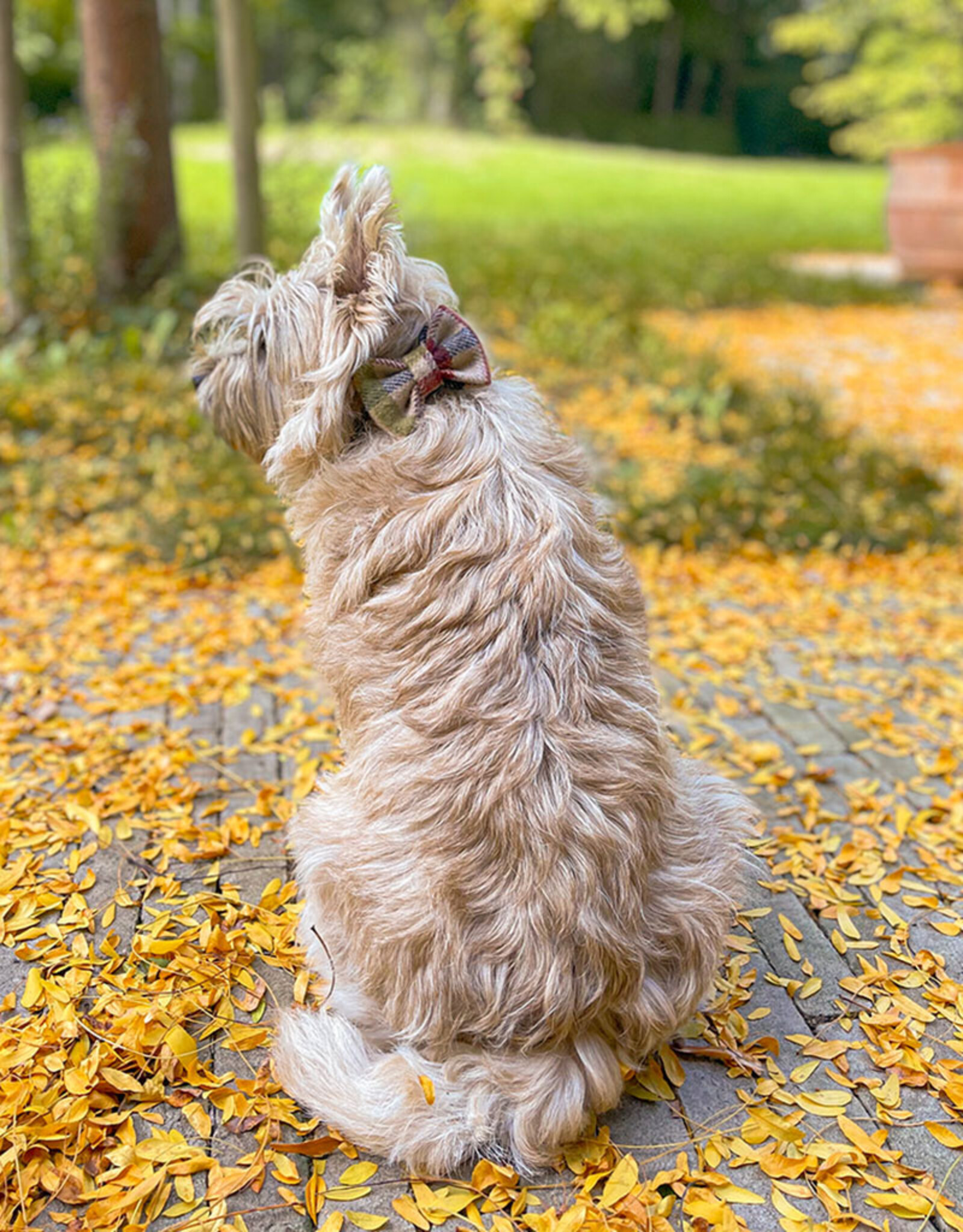Bow Tie | Maple Mocha