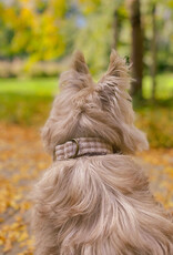 Dog Collar | Oatmilk Check  (last S)