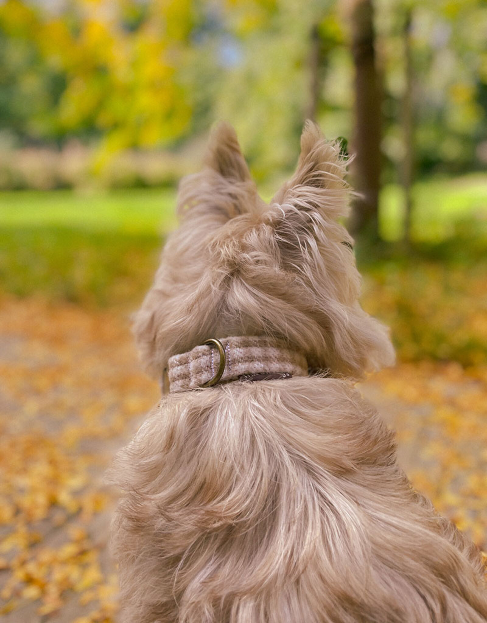 Halsband |  Oatmilk Check (laatste small breed)