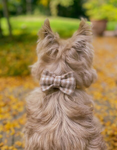 Bow Tie | Oatmilk Check