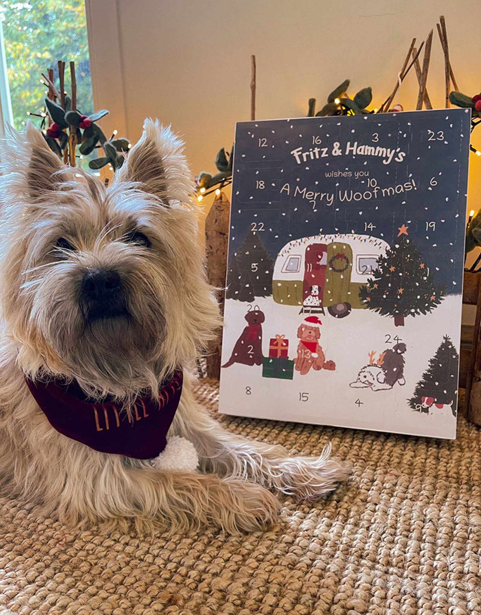 Adventskalender voor Honden | Versgebakken kerstkoekjes & 7 geschenken