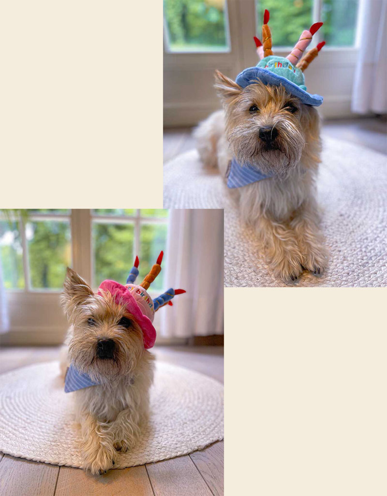 Barkday Box for Dogs | Compose it yourself!