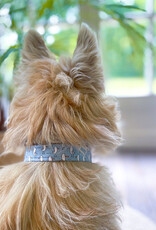 Dog Collar | Salty Paws Seagulls | seagull print blue