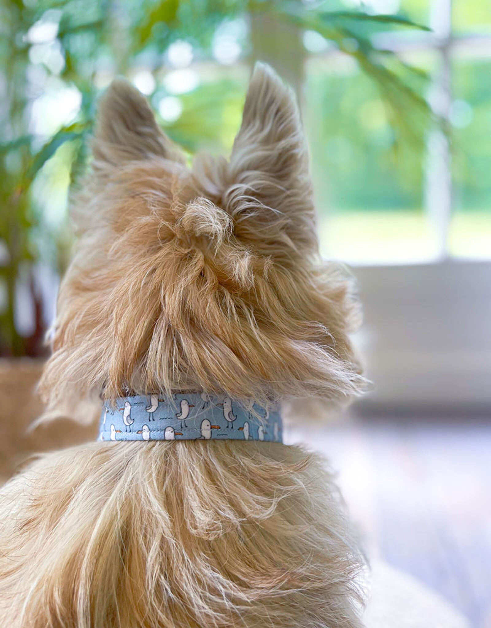 Halsband | Salty Paws Seagulls | zeemeeuw print