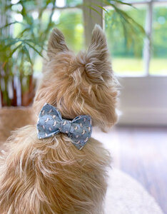 Strik | Salty Paws Seagulls
