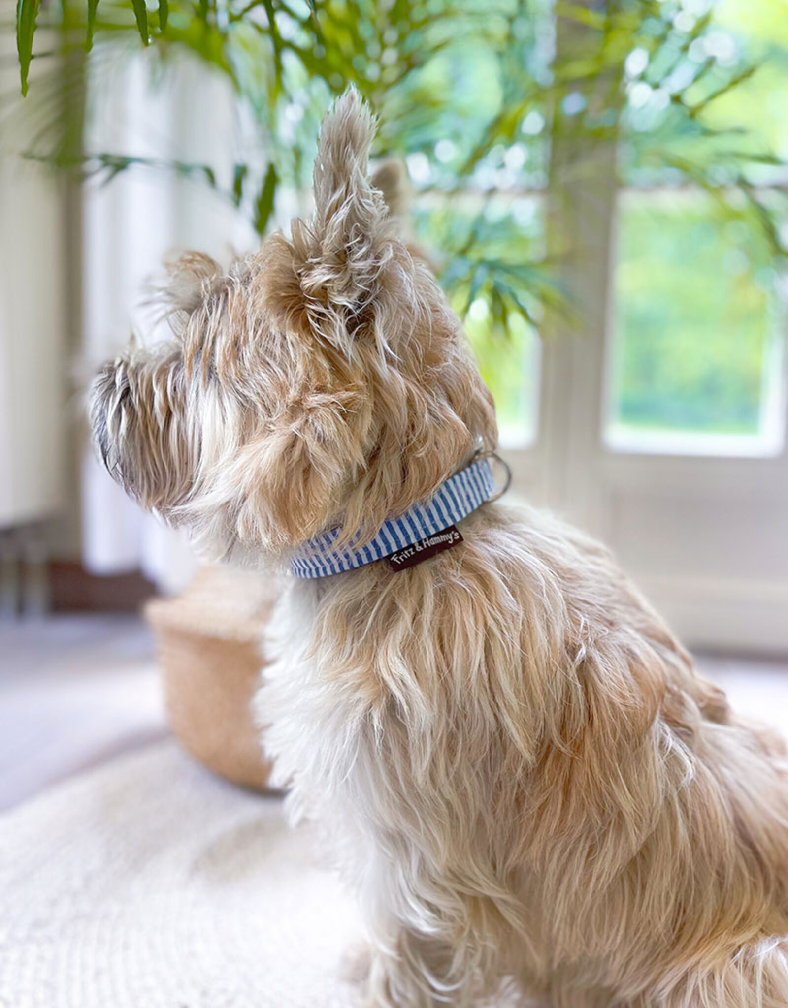 Dog Collar | Capri Blue Stripe