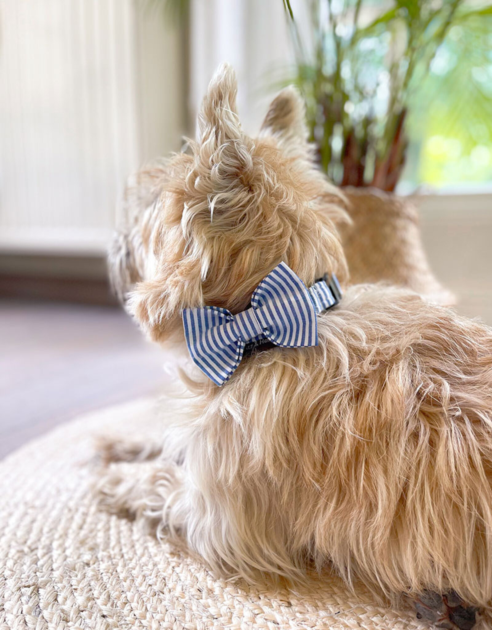 Dog Bow Tie | Capri Blue Stripe