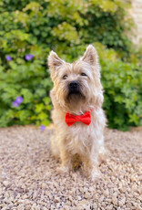 FIFA World Championship 2026 | Bow tie for dogs orange Holland