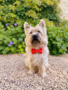 Honden strikje oranje