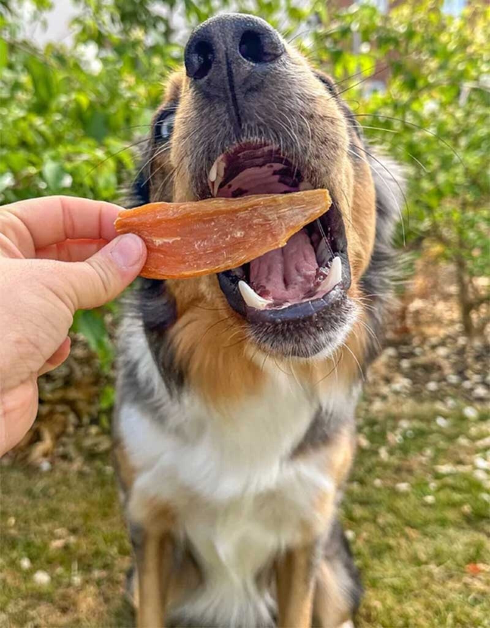 Soopa Soopa | Natural Sweet Potato Dog Chews