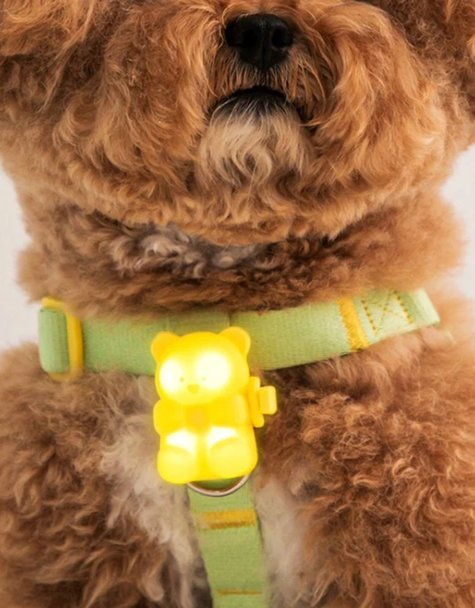 Oplaadbaar veiligheidslichtje voor honden | Jellybear LED | banana
