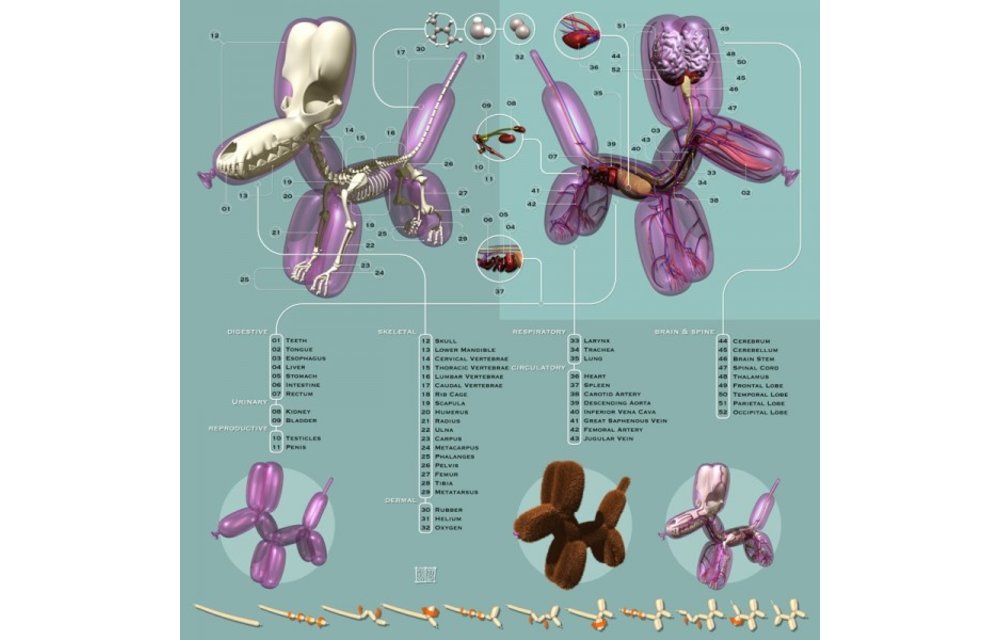 Anatomical Illustration of a Balloon Dog by Jason Freeny