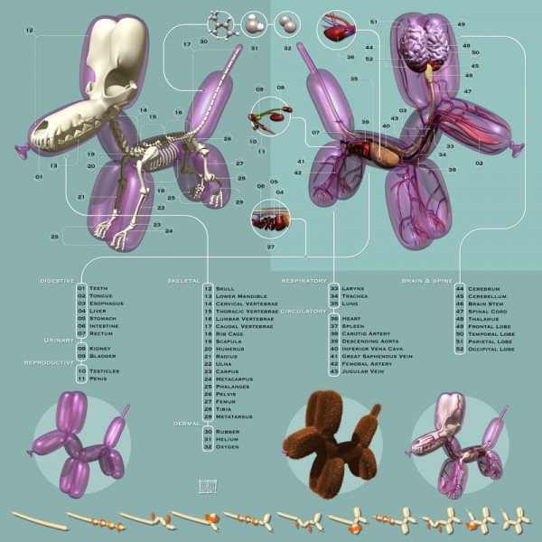 Anatomical Illustration of a Balloon Dog by Jason Freeny