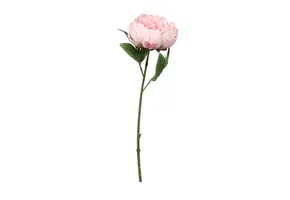 Peonie - Pink - 2 stuks