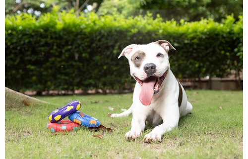 Dur - Dog Toy - Ring LARGE - 1 Stuk