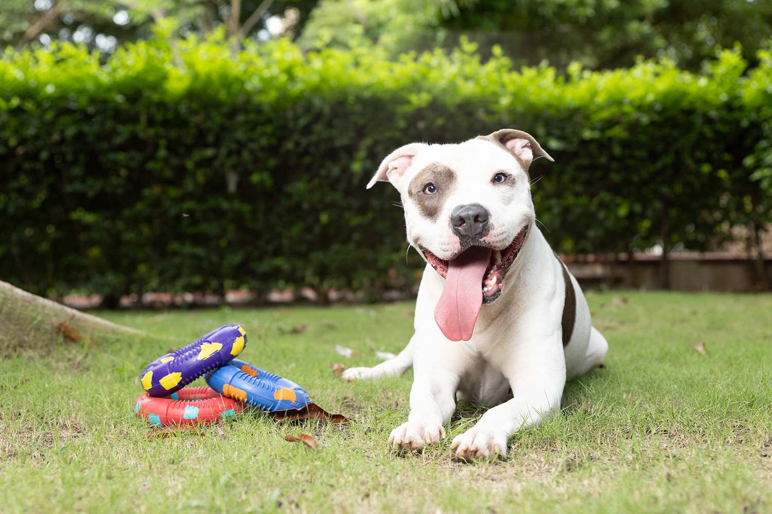 Dur - Dog Toy - Ring LARGE - 1 Stuk