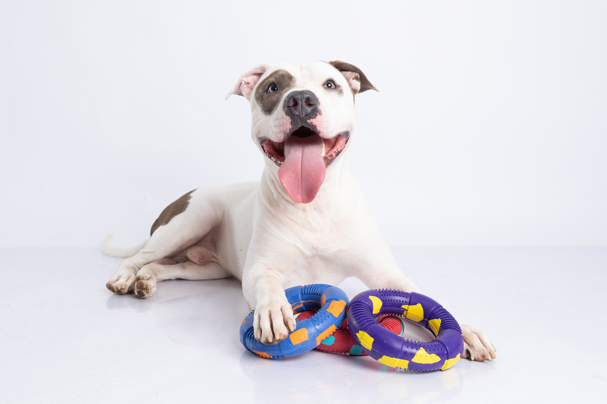 Dur - Dog Toy - Ring LARGE - 1 Stuk