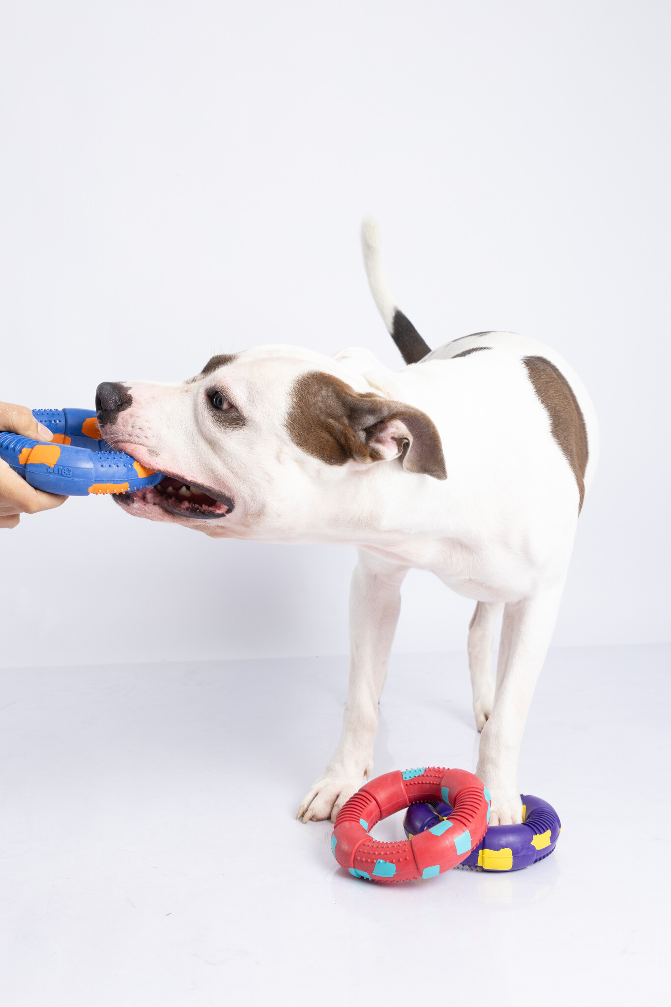 Dur - Dog Toy - Ring LARGE - 1 Stuk